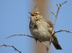 Galerida cristata meridionalis