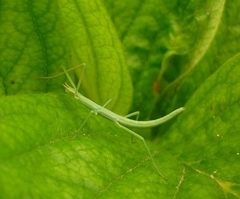 Pijnackeria