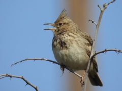 Galerida cristata meridionalis