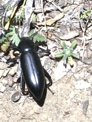 Eleodes longicollis