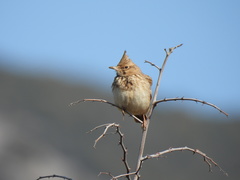Galerida cristata meridionalis