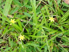 Hypoxis angustifolia