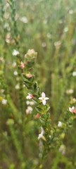 Gnidia spicata