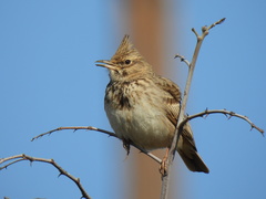 Galerida cristata meridionalis