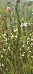 Gnidia spicata