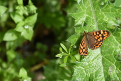 Pararge aegeria