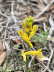 Corydalis halei
