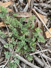 Corydalis halei