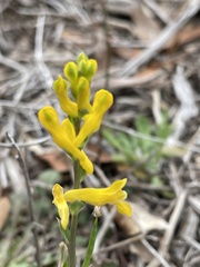 Corydalis halei
