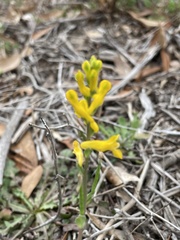 Corydalis halei