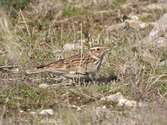 Lullula arborea pallida