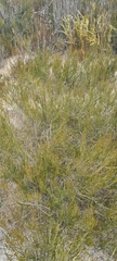 Cliffortia ericifolia