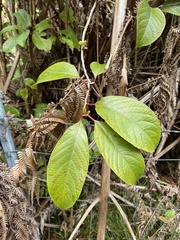 Perrottetia sandwicensis