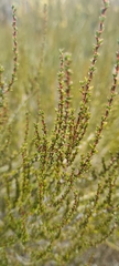Cliffortia ericifolia