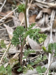 Corydalis halei