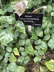 Cissus rhombifolia