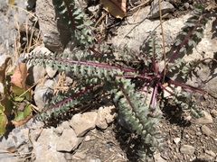 Pedicularis semibarbata charlestonensis