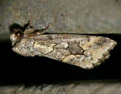 Leucochlaena aenigma