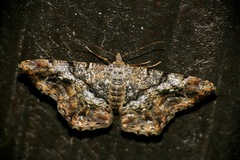 Chiasmia multistrigata