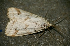 Diota rostrata