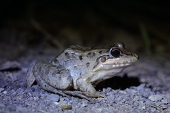 Leptodactylus latrans