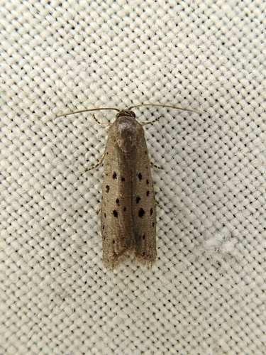 Mimosa Webworm Moth photo 4