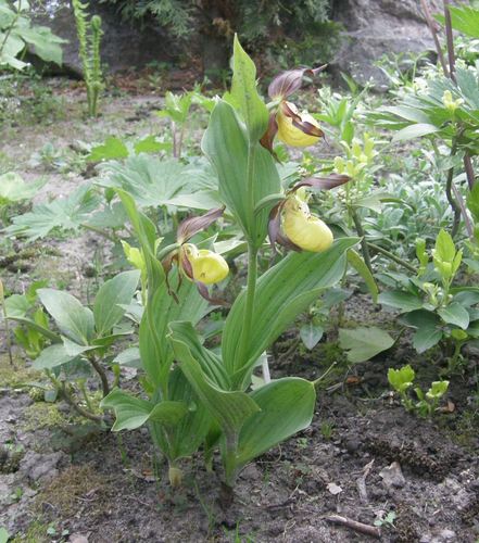 Une autre photo de Lady's slipper orchid