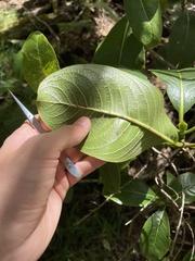 Psychotria hawaiiensis