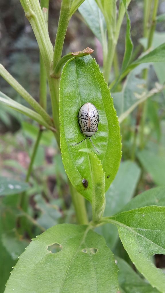 Aspicela marmorata