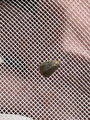 Acleris zimmermani