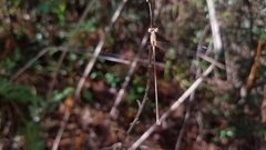 Lestes ochraceus