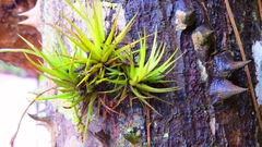Tillandsia loliacea