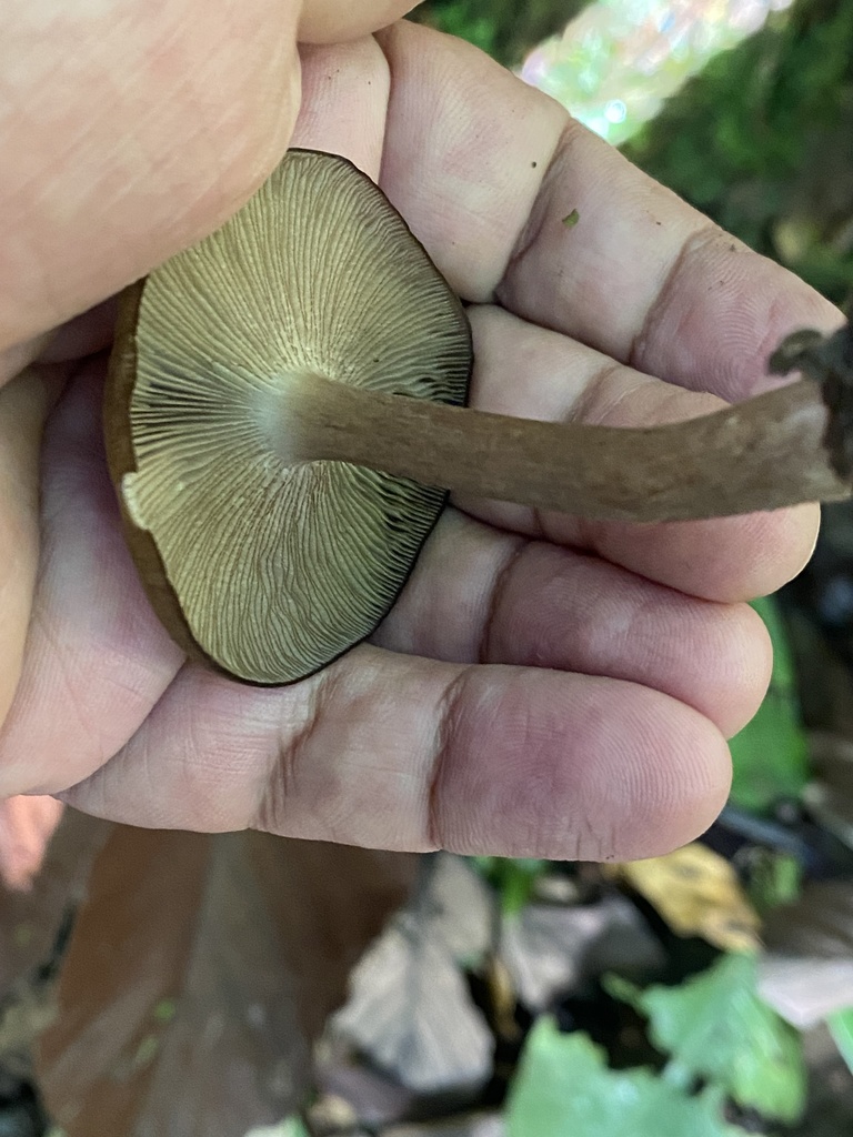 Tricholomopsis tropica