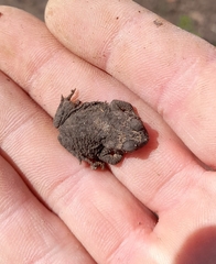 Rhinella dorbignyi