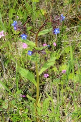 Anchusa pusilla