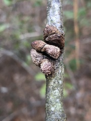 Callirhytis quercusventricosa