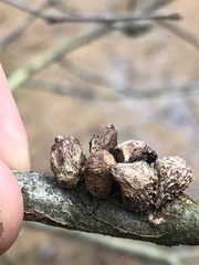 Callirhytis quercusventricosa