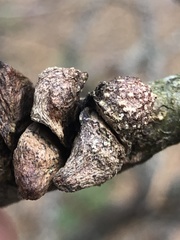Callirhytis quercusventricosa