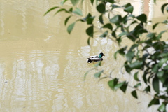 Anas platyrhynchos