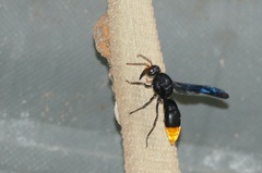 Synagris analis