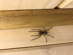 Tomopisthes horrendus