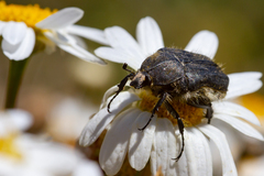 Tropinota squalida canariensis