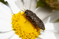 Acmaeodera cisti