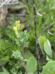 Corydalis halei