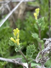 Corydalis halei