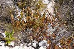 Erica sessiliflora