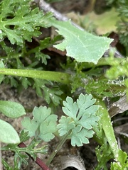 Corydalis halei