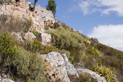 Grubbia tomentosa