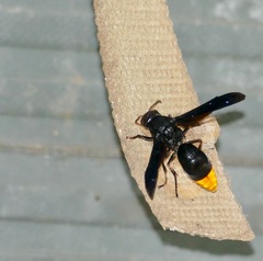 Synagris analis
