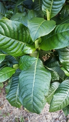 Psychotria zombamontana
